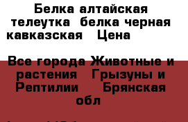 Белка алтайская телеутка, белка черная кавказская › Цена ­ 5 000 - Все города Животные и растения » Грызуны и Рептилии   . Брянская обл.